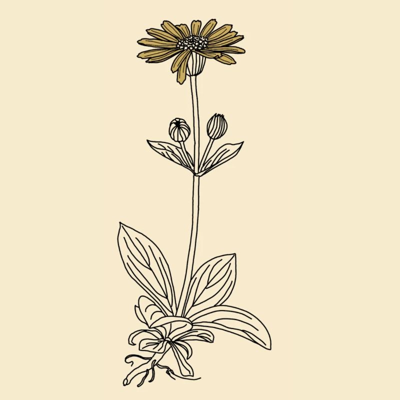 Blume Arnika