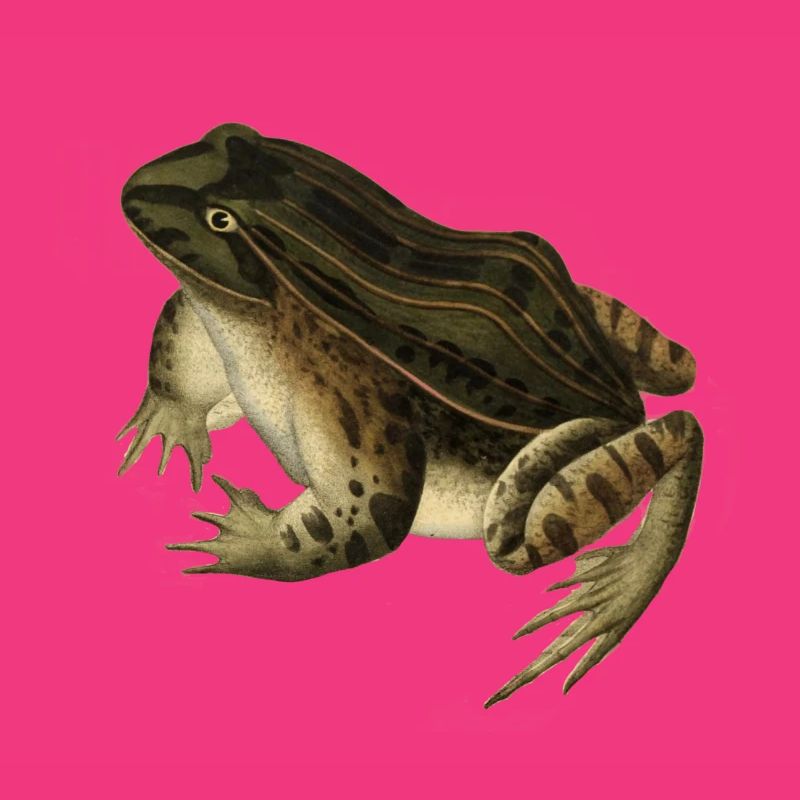 frog toad toad frog illustration drawing vintage