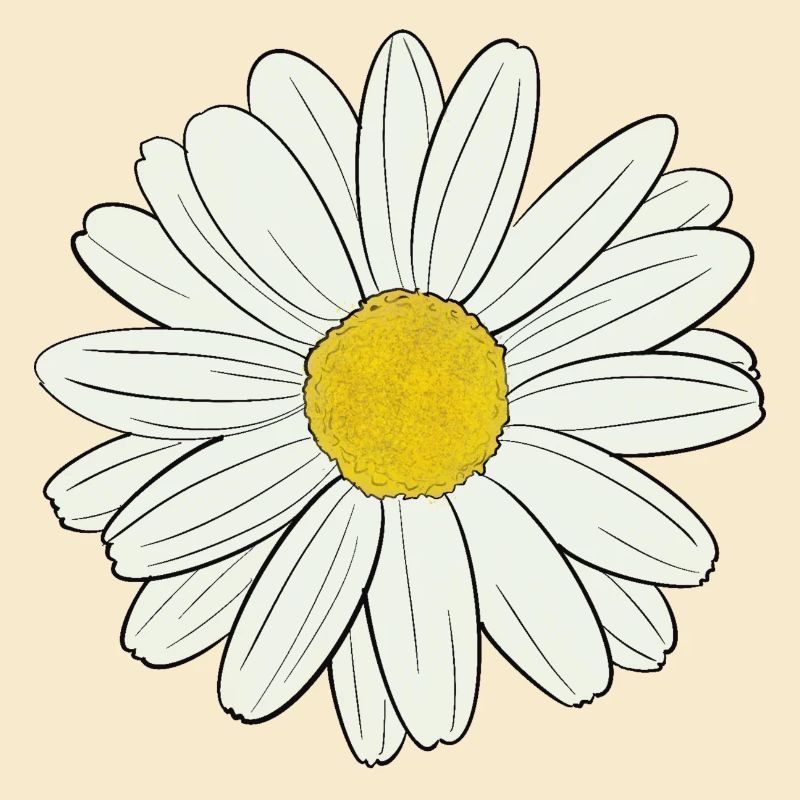 Gänseblümchen