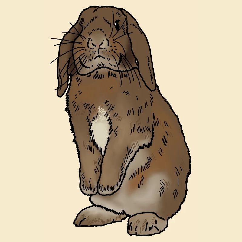 Rabbit standing