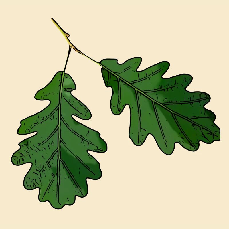 Eichenblatt Eichen Blatt