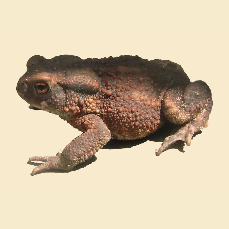 toad