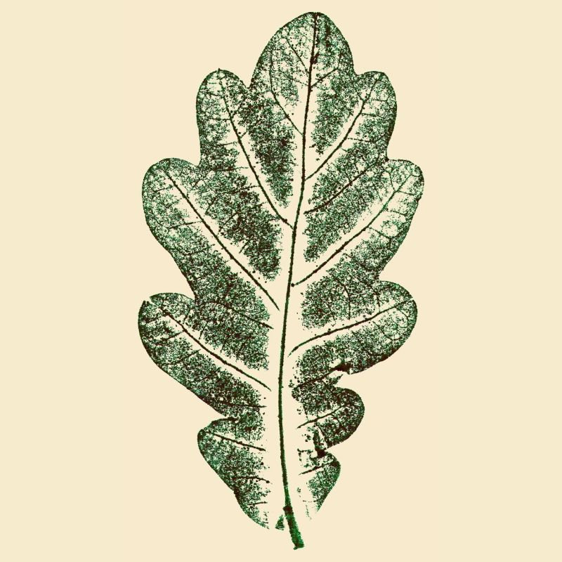 Eichenblatt Naturgrün / Blatt/ Eiche/Baum