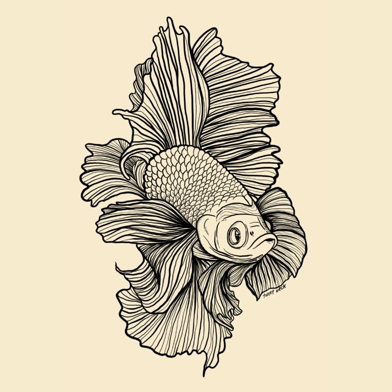 Betta Fish