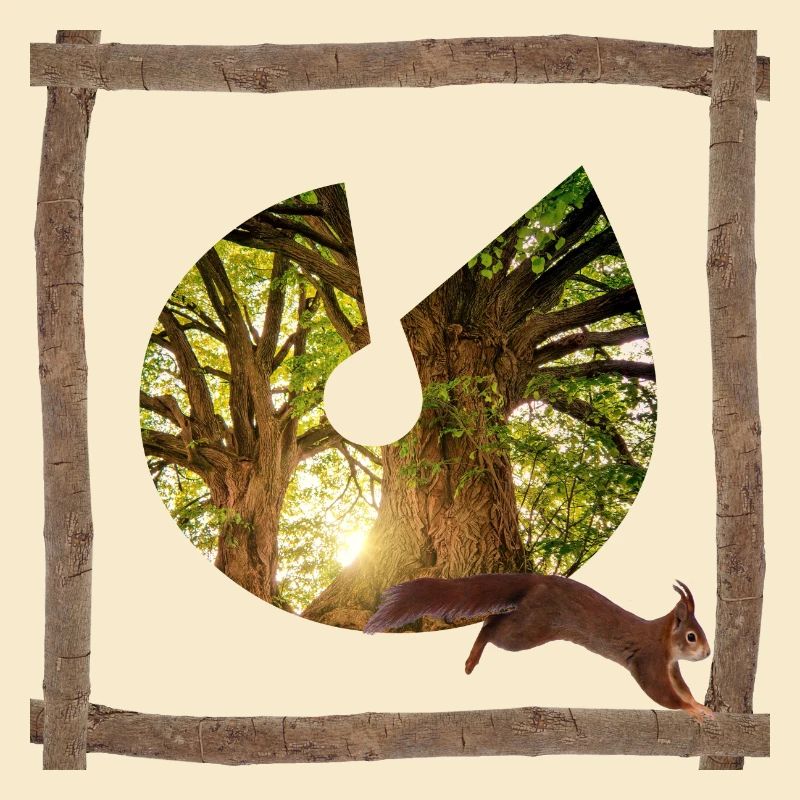 la forêt avec écureuils