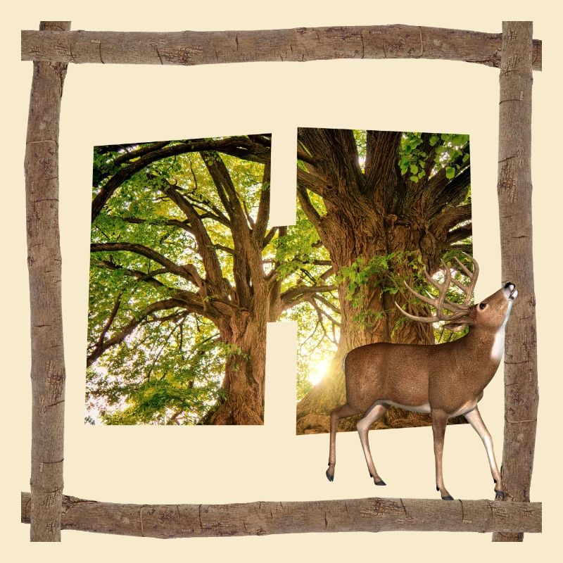 wald mit hirsch h