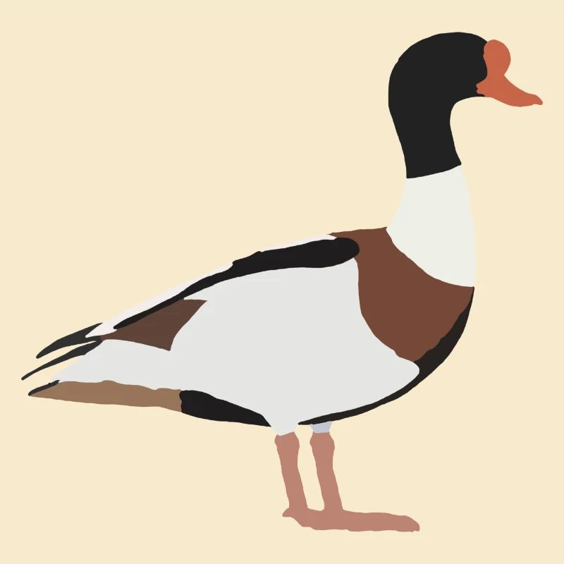 common shelduck