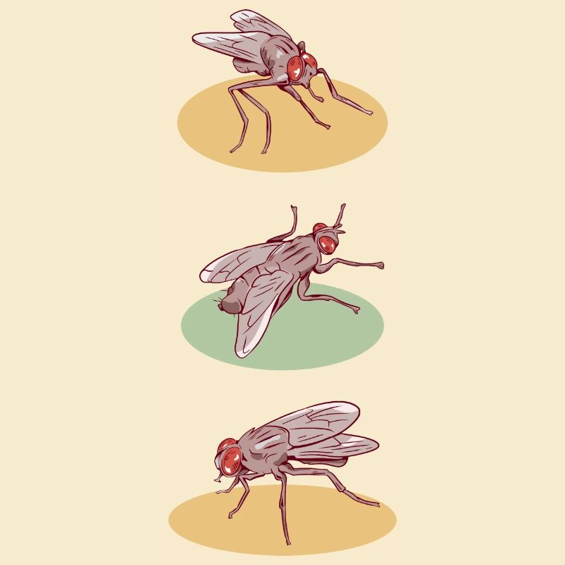 Fly pattern houseflies