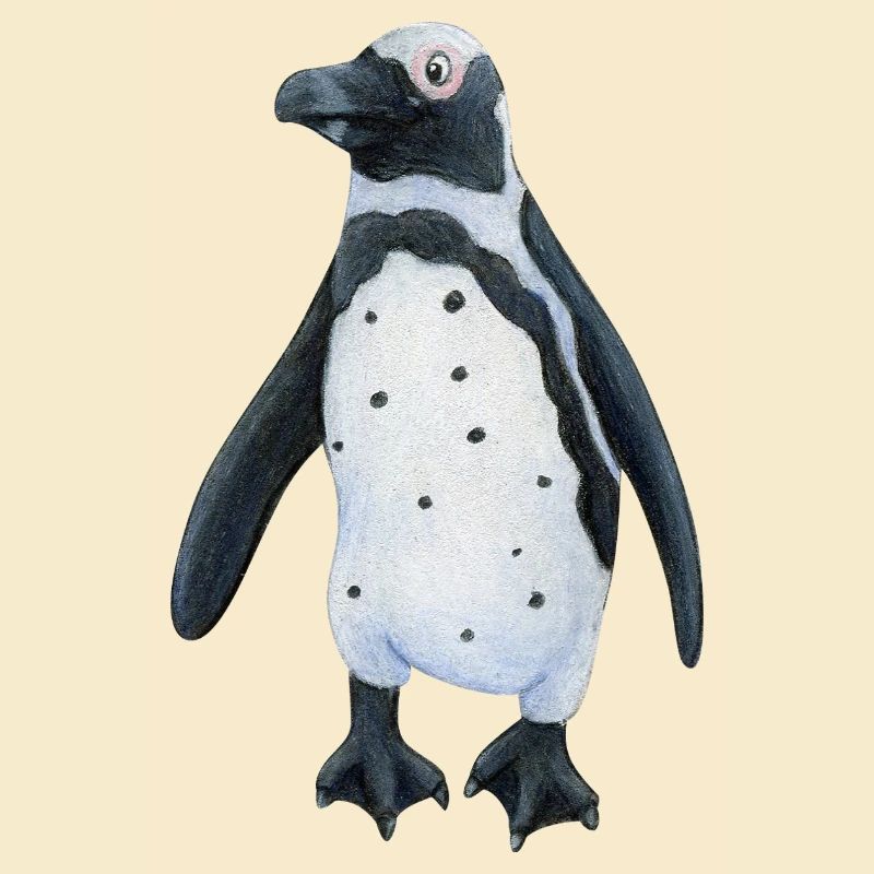 Brillenpinguin