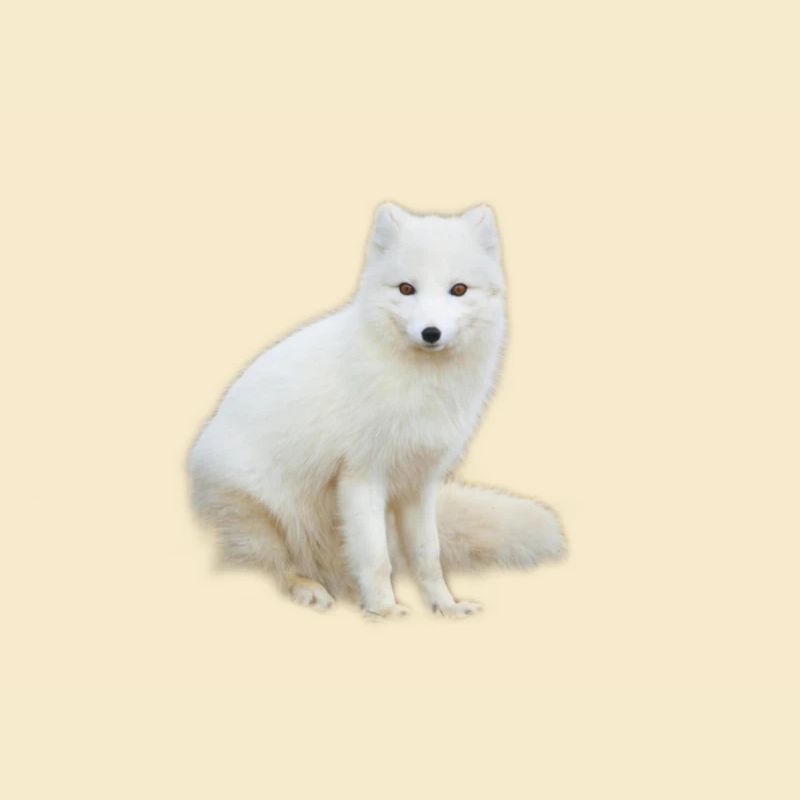 Arctic Fox