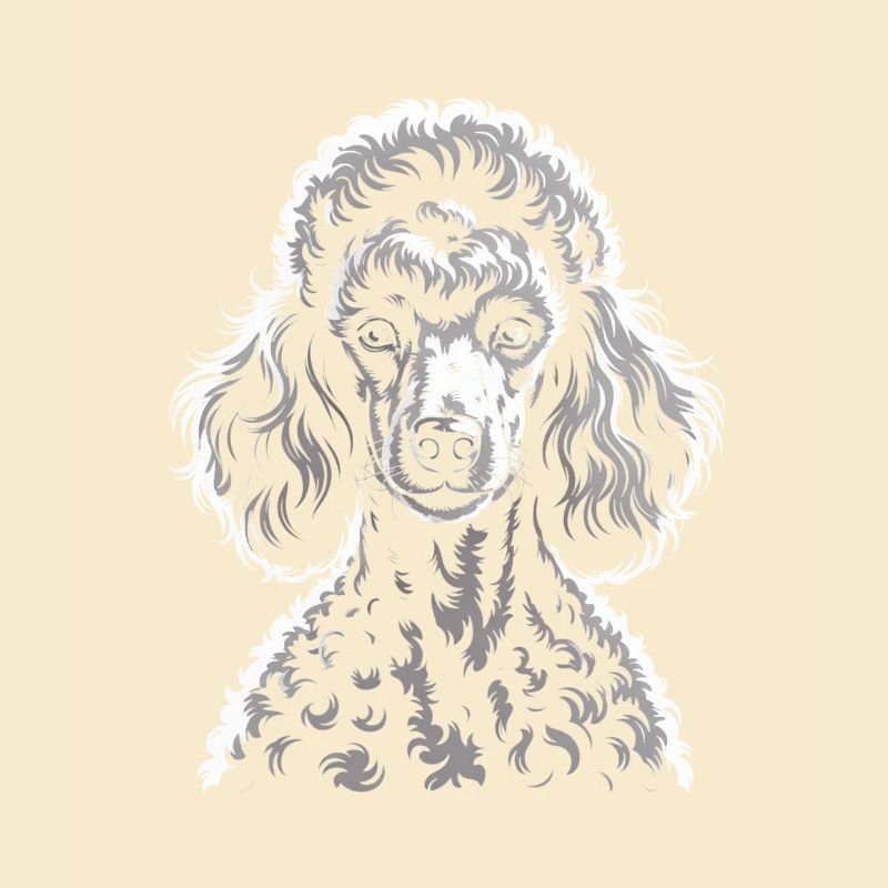 Caniche