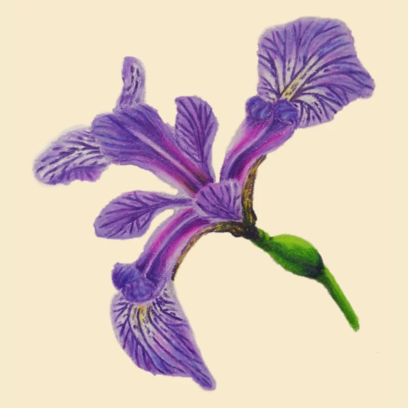 Lys à épée - Iris