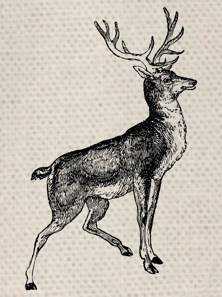 Wildtiere