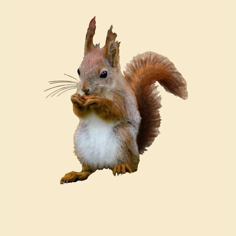 Squirrel with nut, Natural