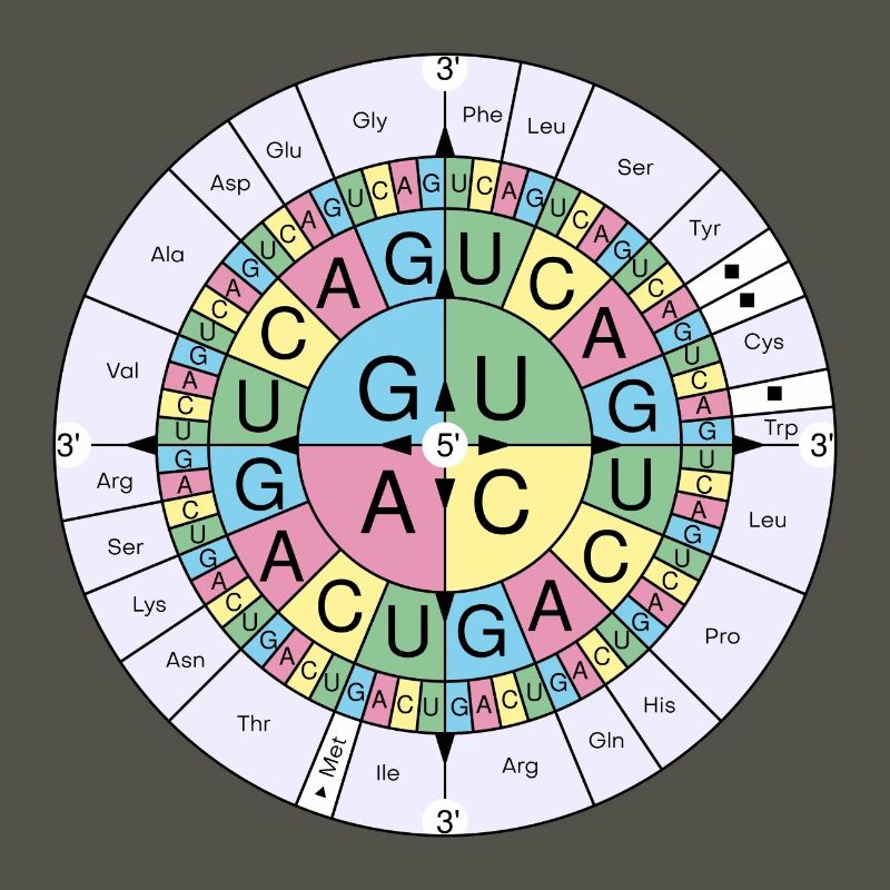 Biochemie RNA Codon Code Sonne