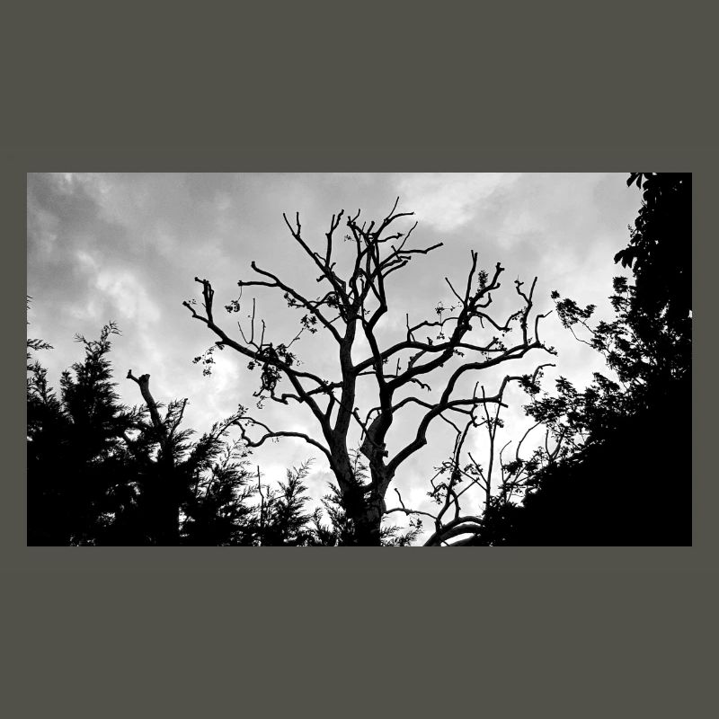 Tree with its bare branches in the sky
