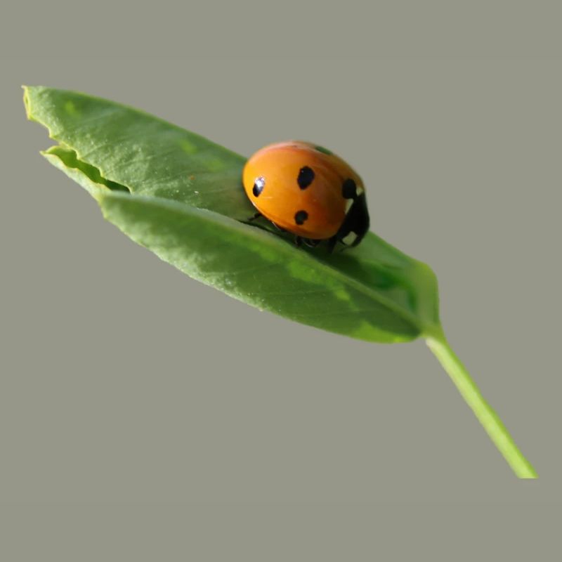 Lucky beetle ladybug without text