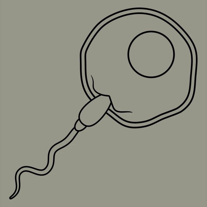 fertilization egg insemination egg sperm sperm
