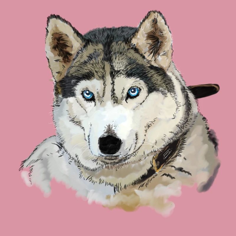 Husky