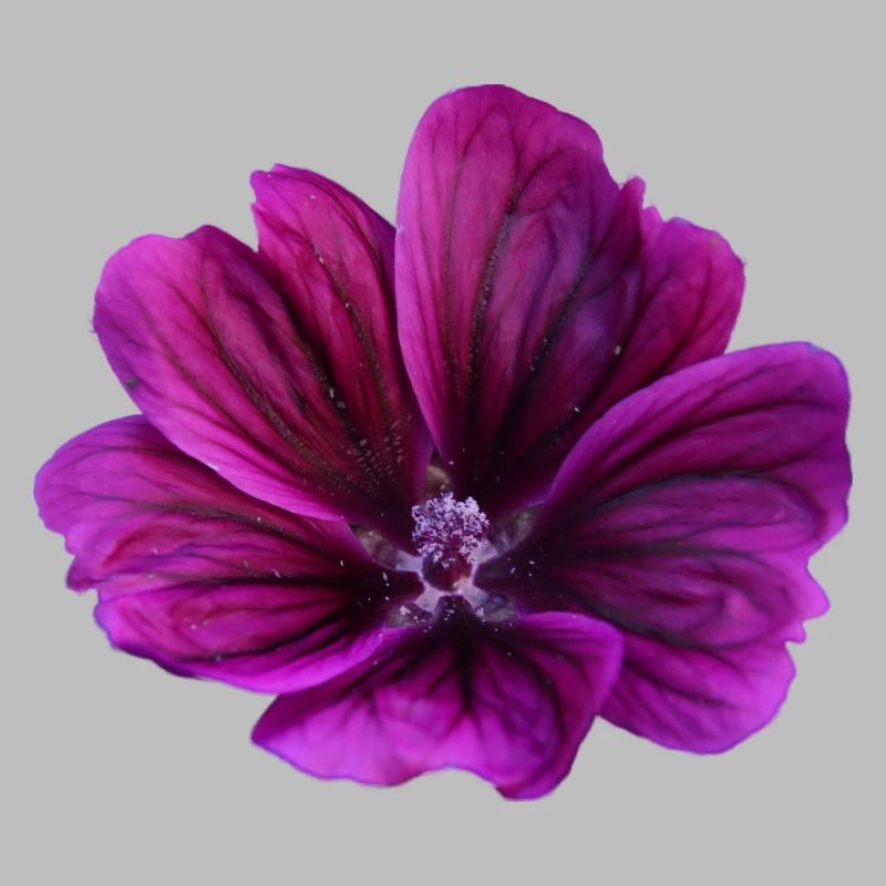 Malve violette Blüte