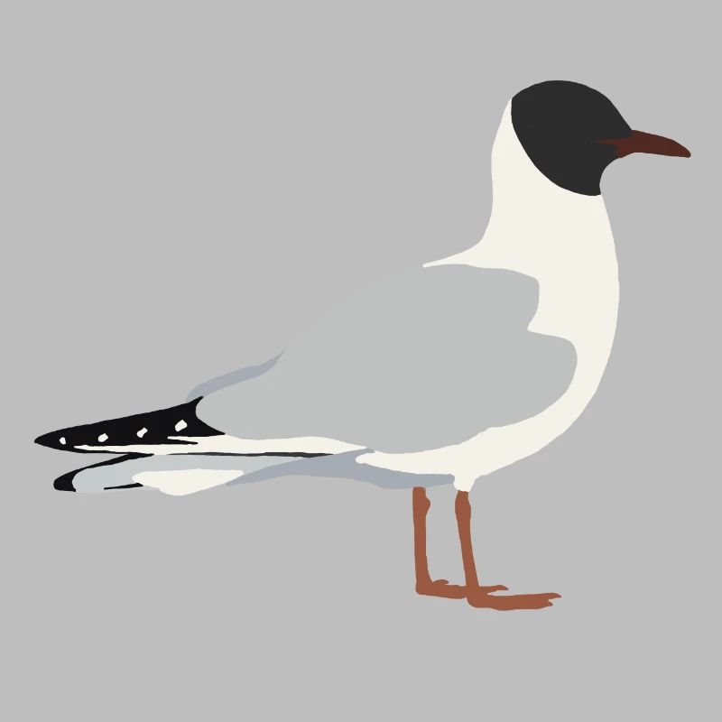Lachmöwe