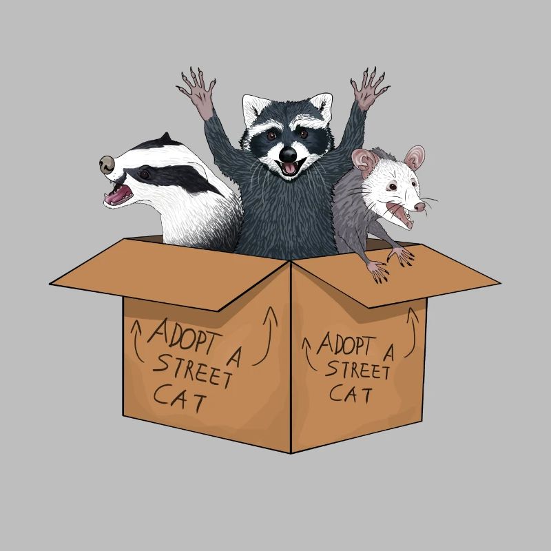 adopte un chat errant