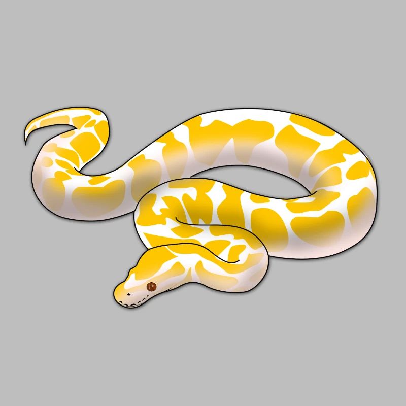 Albino Königspython Python regius ballpython motiv