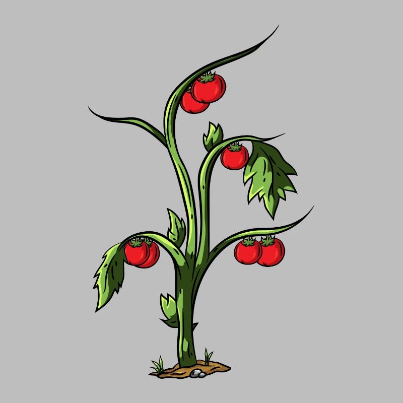 Tomate
