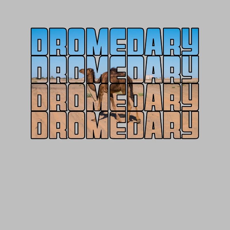 Dromadaire