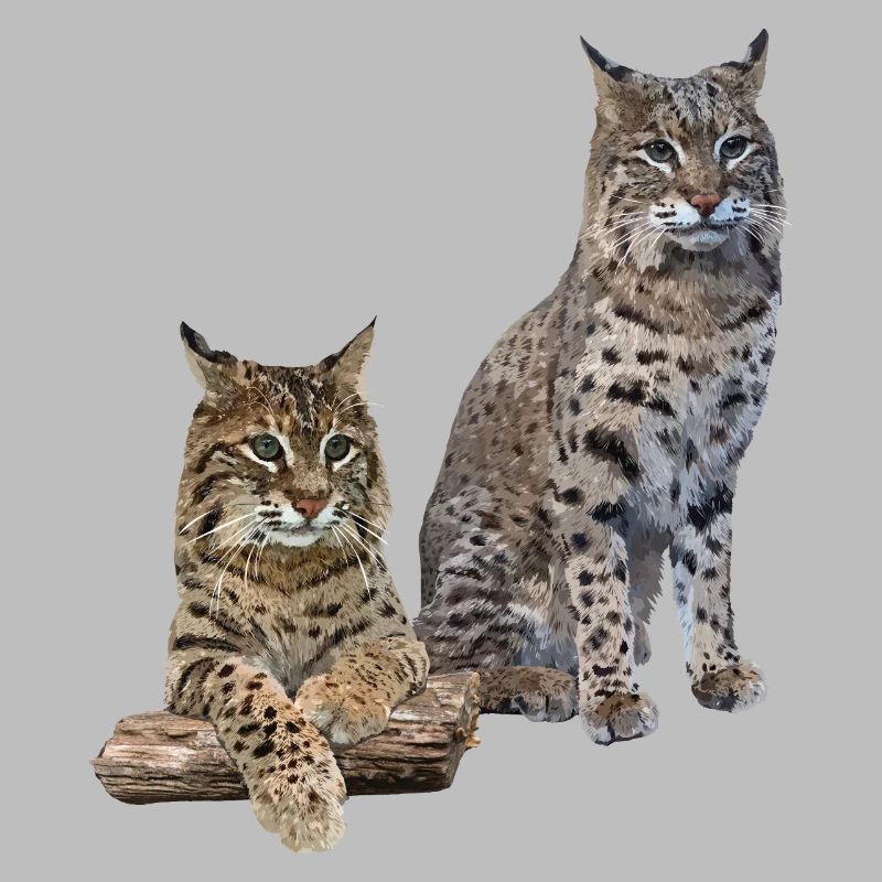 Lynx