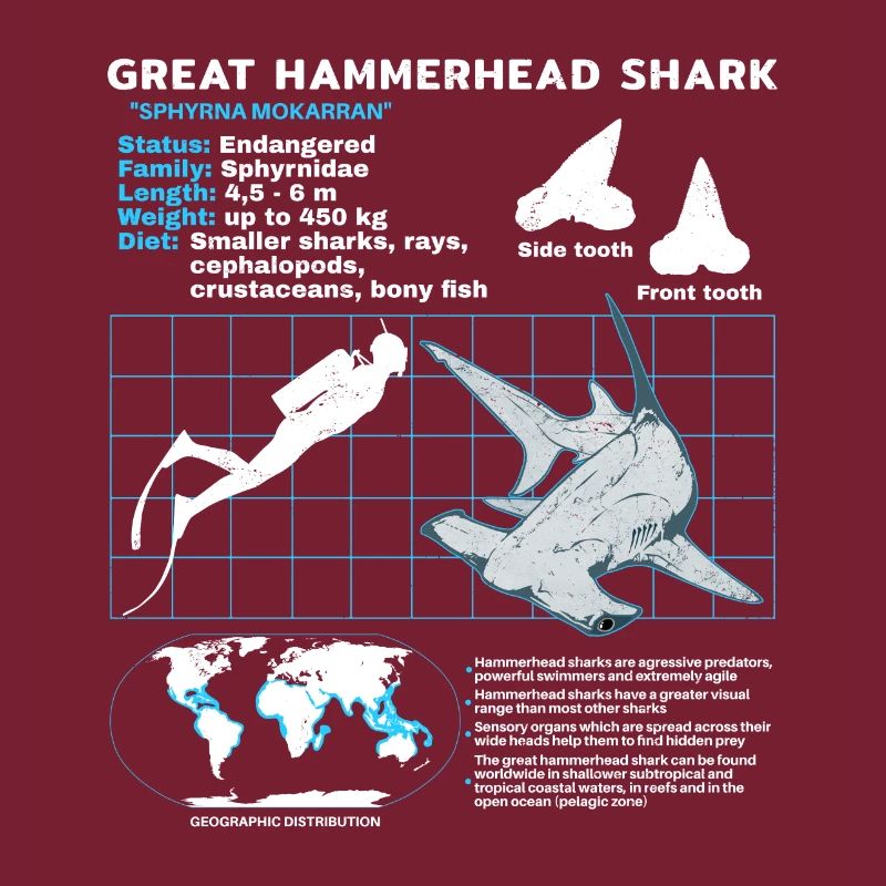 Hammerhead Shark Datasheet