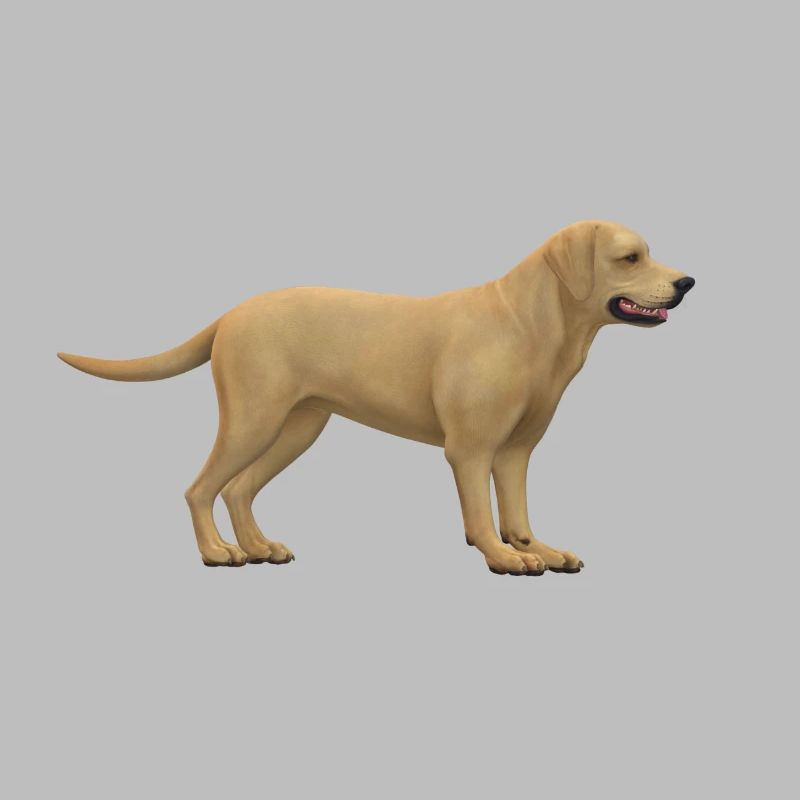Conception de chiens