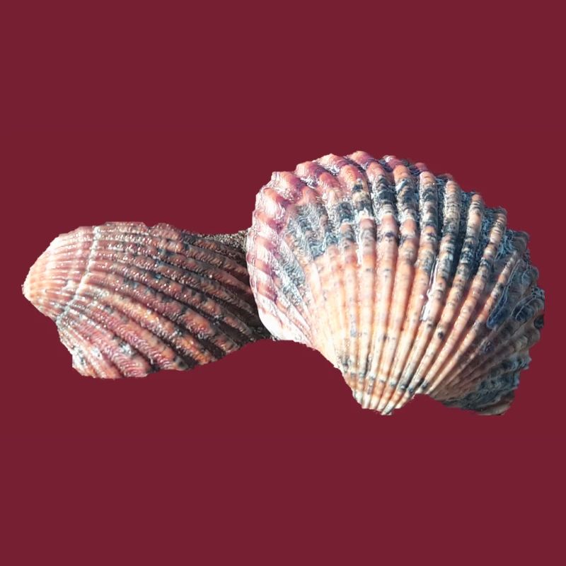 Shells, shells, beach, sea, holidays