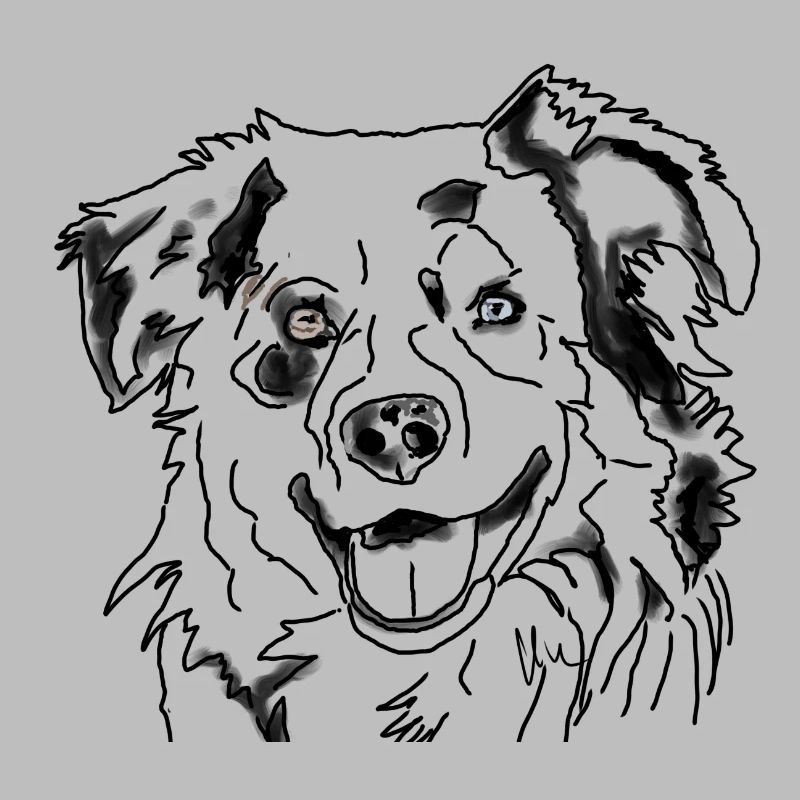 Australian Shepherd