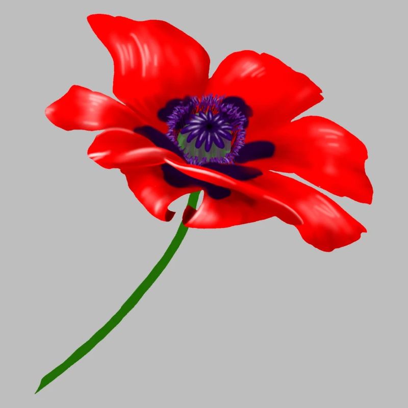 Rote Mohnblüte,red poppy