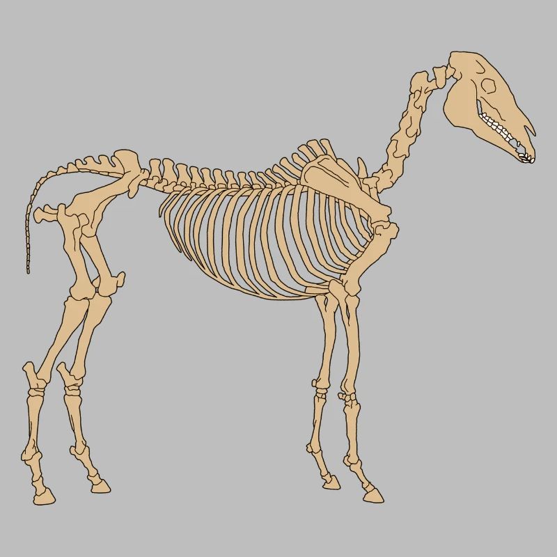Pferde Skelett Knochen Gerippe
