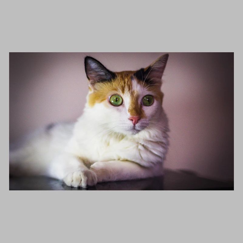 chat