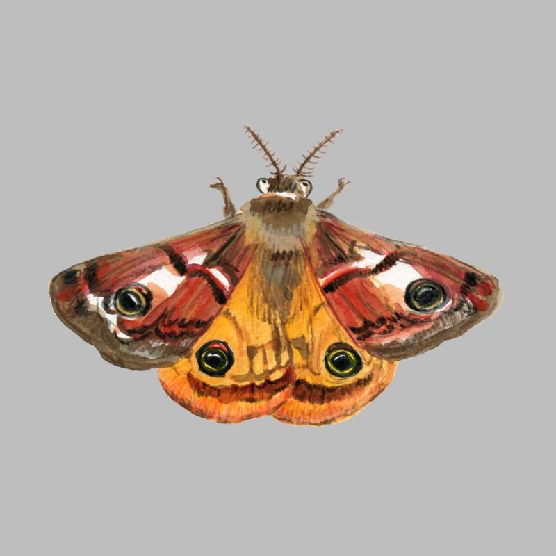 emperor moth