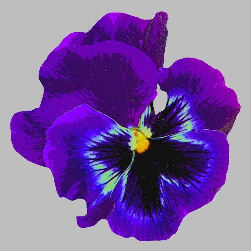 La pensée violette