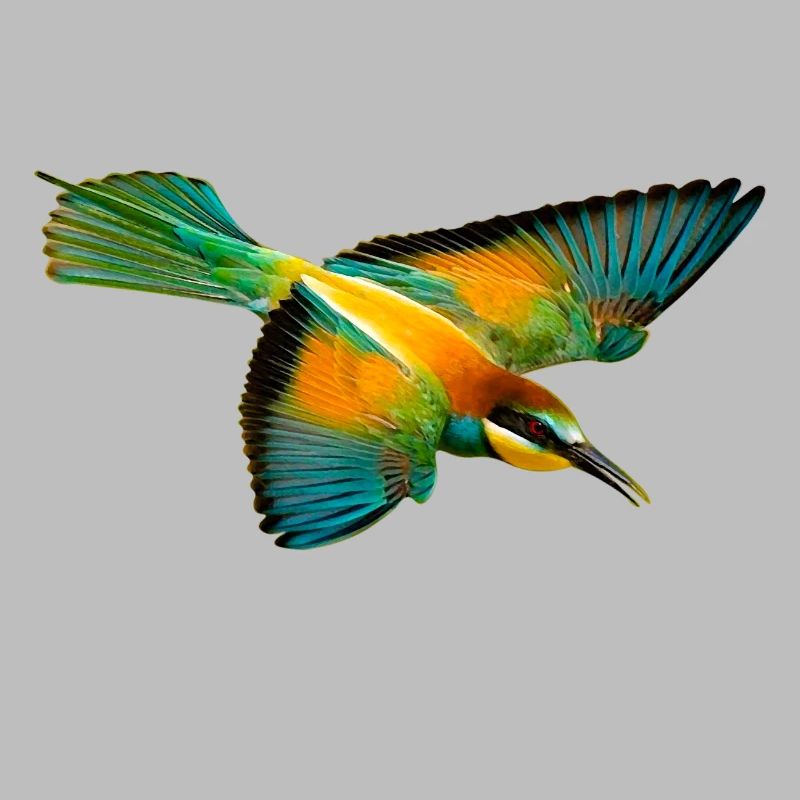 Bee-eater bird