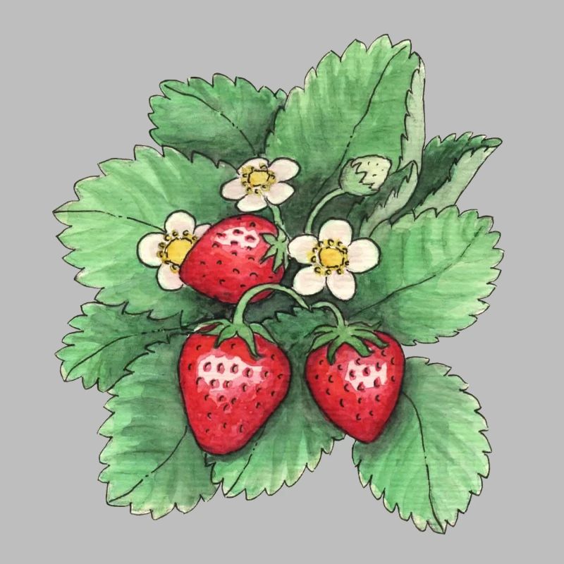 Erdbeeren