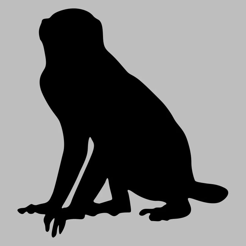 Singe animal