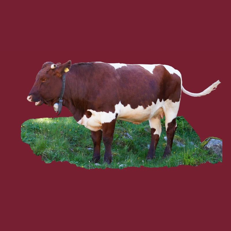 Das Fleisch der Pinzgauer Rinder ist schmackhaft