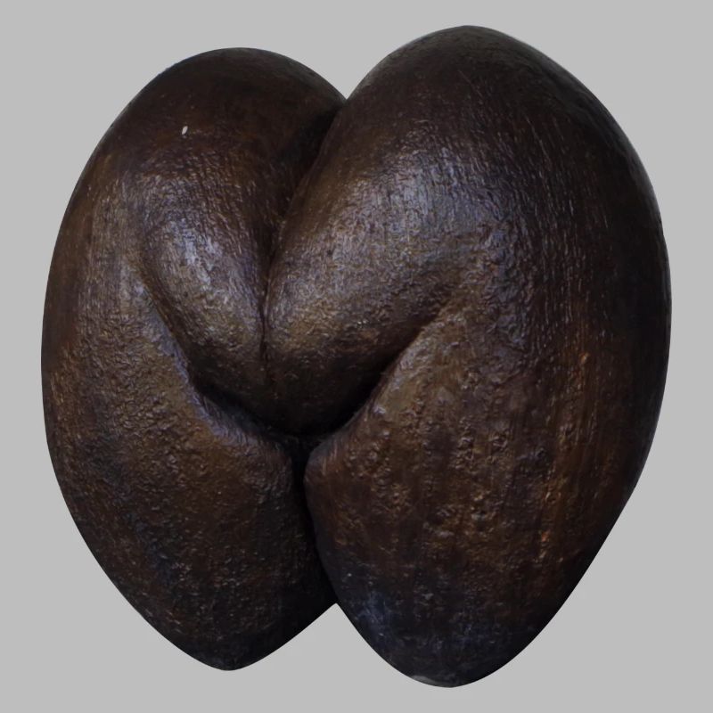 Coco de Mer Seychelles Booty Butt