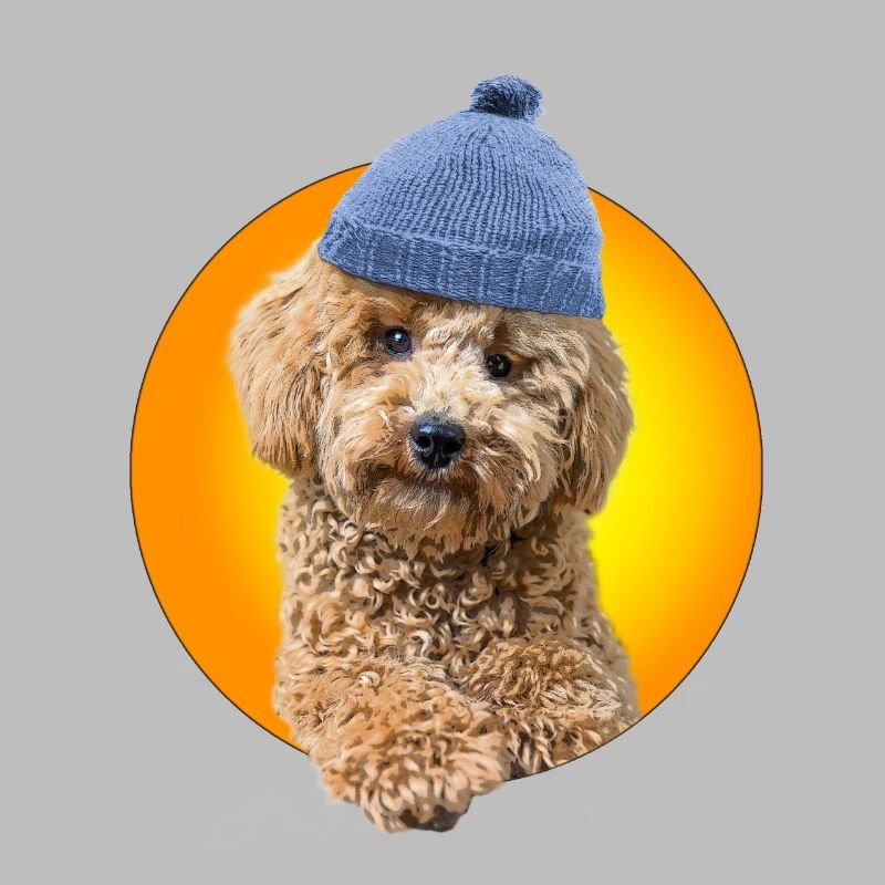 Caniche avec bonnet caniche