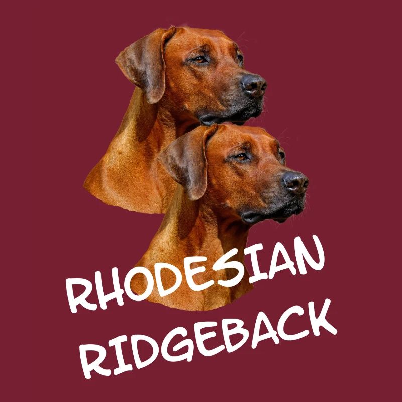 Chiens Rhodesian Ridgeback