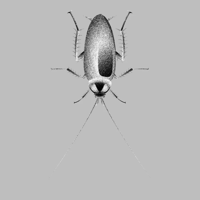 Cockroach Cockroach Insect Bug Black White