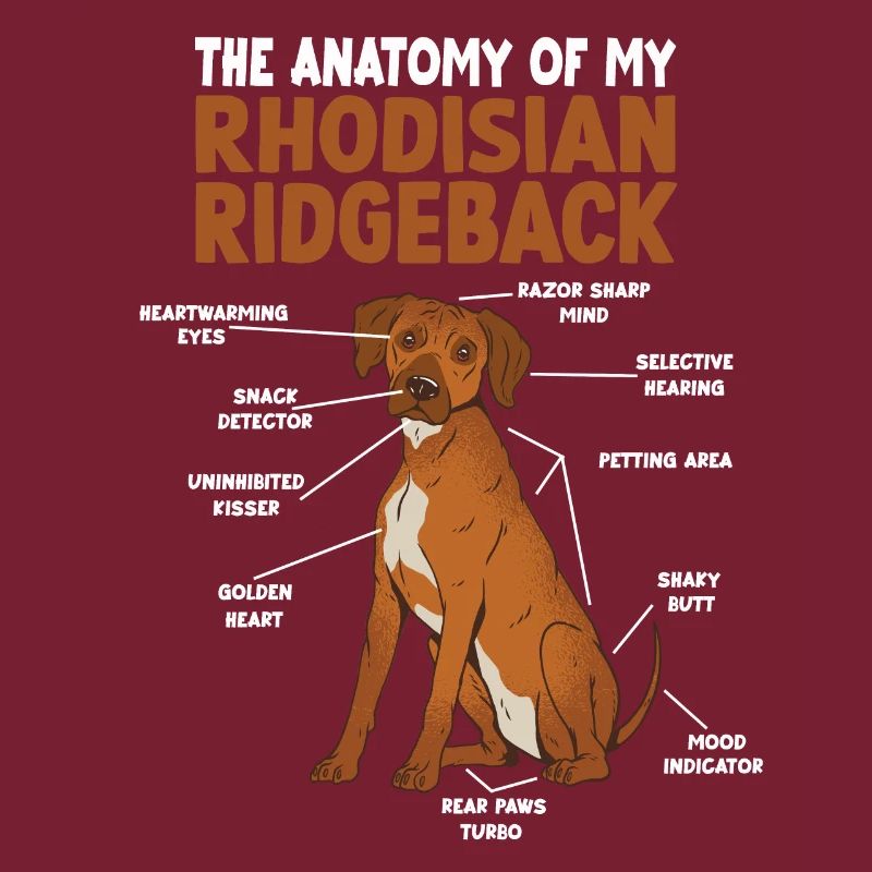 Rhodesian Ridgeback Anatomie Hundehalter Spazierga