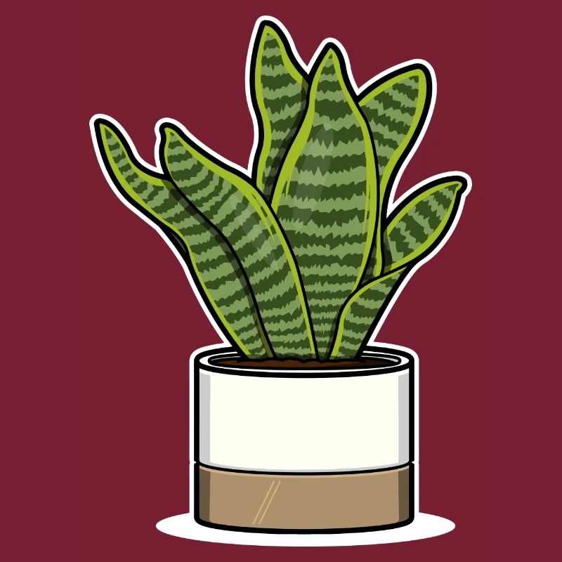 Sansevieria Futura Superba - Bowstring Hemp White