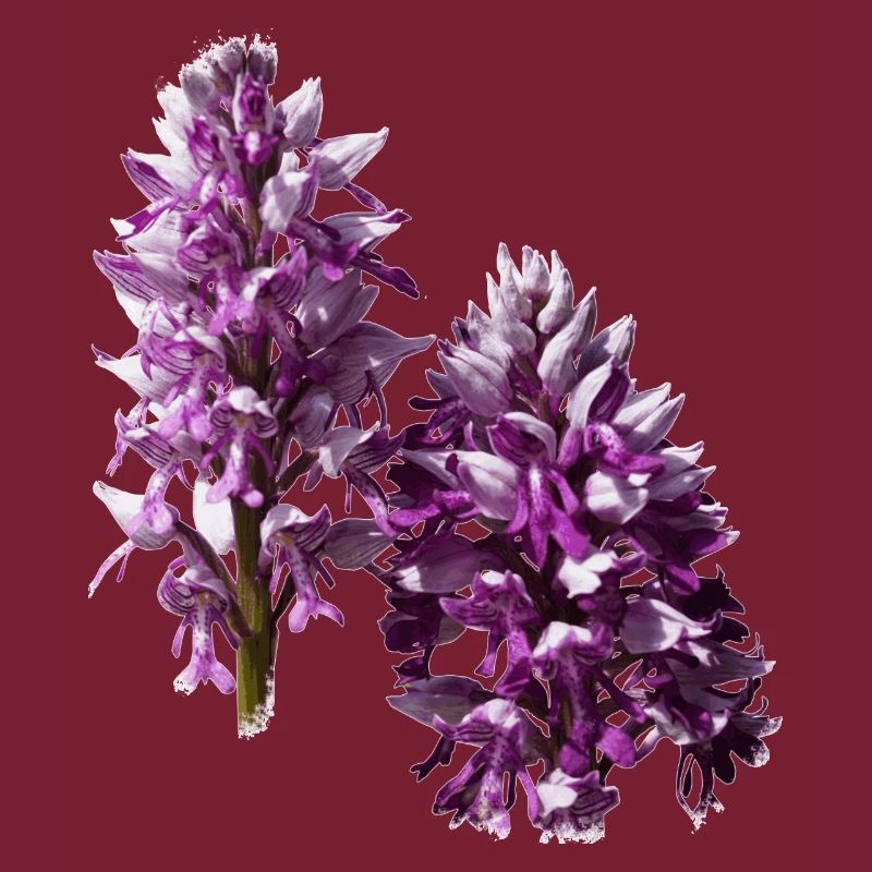 Das Knabenkraut ist eine heimische Orchidee